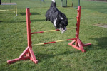 Lex in actie 4 maart 2012