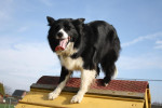 Lex in actie 4 maart 2012