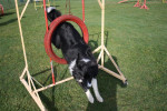Lex in actie 4 maart 2012